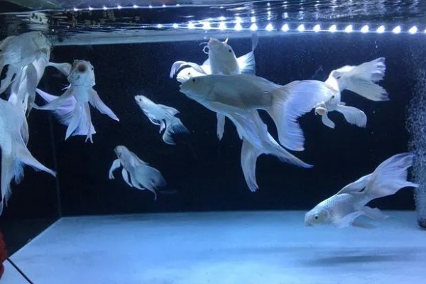 蝴蝶鲤的寓意，象征着富贵、吉祥、健康等