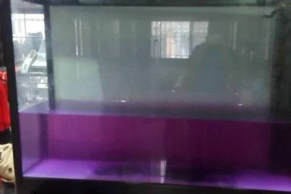 蝴蝶鲤的寓意，象征着富贵、吉祥、健康等