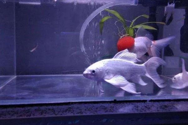 蝴蝶鲤的寓意，象征着富贵、吉祥、健康等