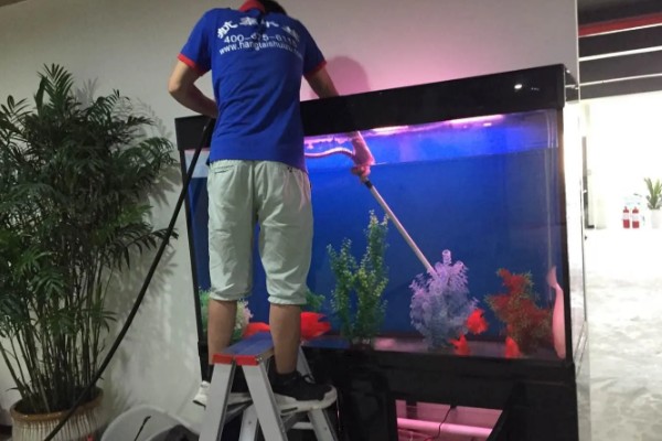 蝴蝶鲤的寓意，象征着富贵、吉祥、健康等