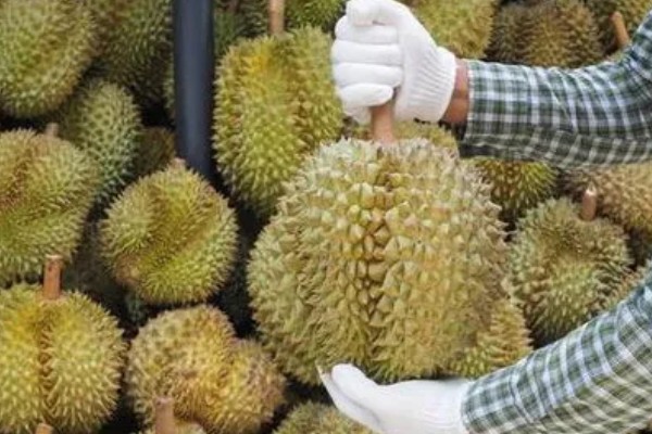 泰国有什么特色水果，山竹、榴莲等品种很具特色