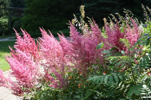 落新妇的花期多长,可以长达三个月左右