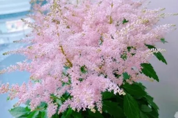 落新妇的花期多长,可以长达三个月左右