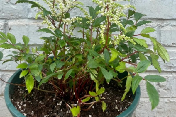 落新妇的花期多长,可以长达三个月左右