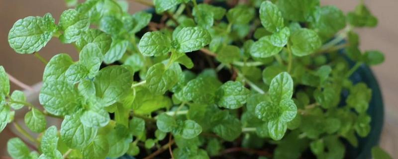 北方冬季怎么养护薄荷，覆盖干草可以保温