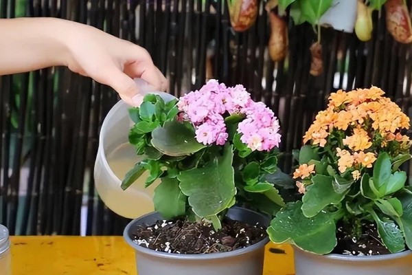 促使长寿花长花苞的方法，每天正常见光6-9小时