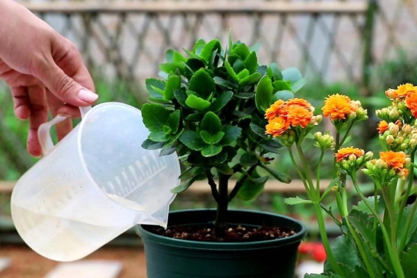 促使长寿花长花苞的方法，每天正常见光6-9小时