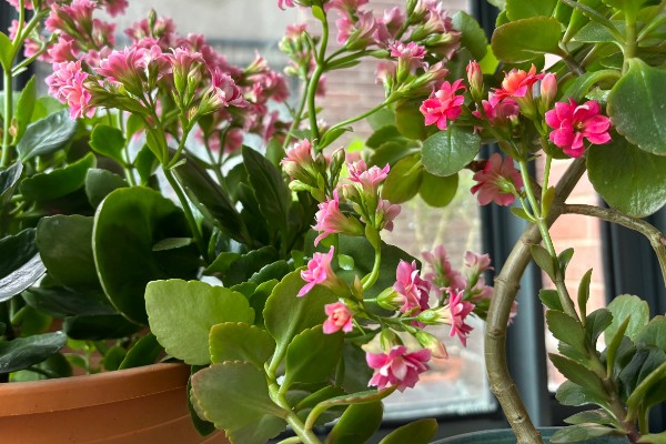 促使长寿花长花苞的方法，每天正常见光6-9小时