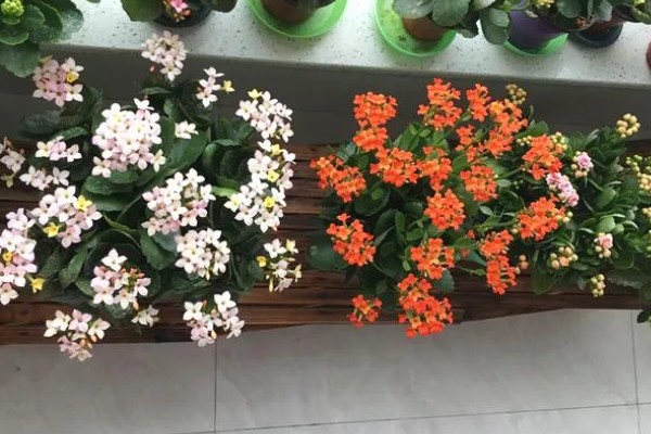 促使长寿花长花苞的方法，每天正常见光6-9小时