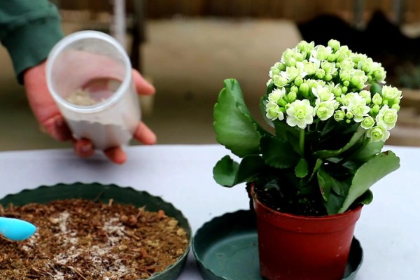 促使长寿花长花苞的方法，每天正常见光6-9小时