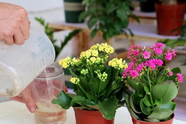 促使长寿花长花苞的方法，每天正常见光6-9小时