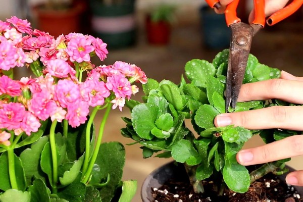 促使长寿花长花苞的方法，每天正常见光6-9小时
