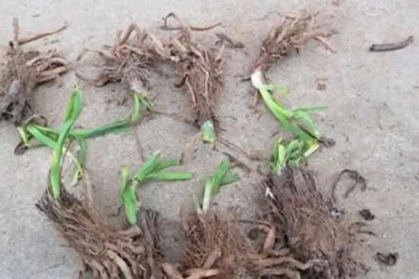 无公害黄花菜的管理方法，7-8月份注意浇水保湿