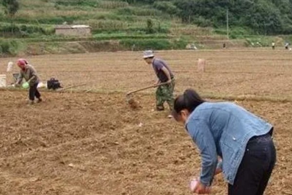 无公害黄花菜的管理方法，7-8月份注意浇水保湿