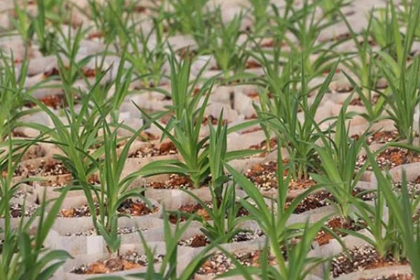 无公害黄花菜的管理方法，7-8月份注意浇水保湿