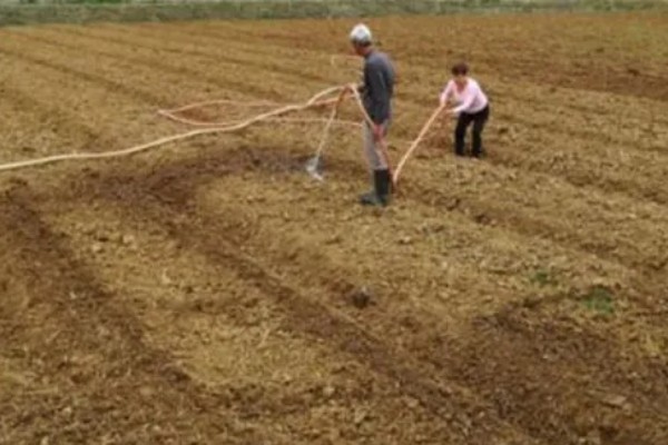 无公害黄花菜的管理方法，7-8月份注意浇水保湿