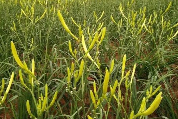 无公害黄花菜的管理方法，7-8月份注意浇水保湿