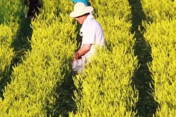 无公害黄花菜的管理方法，7-8月份注意浇水保湿