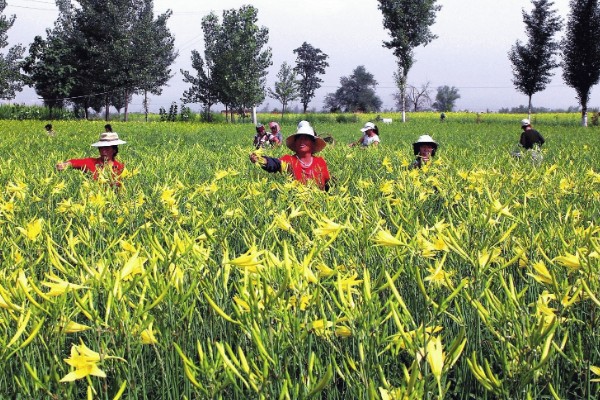 无公害黄花菜的管理方法，7-8月份注意浇水保湿