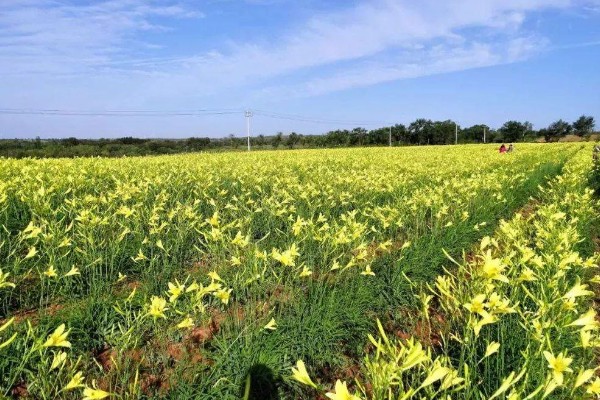 无公害黄花菜的管理方法，7-8月份注意浇水保湿