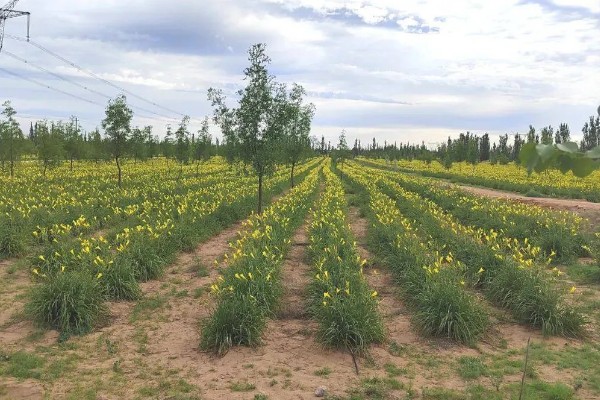 无公害黄花菜的管理方法，7-8月份注意浇水保湿