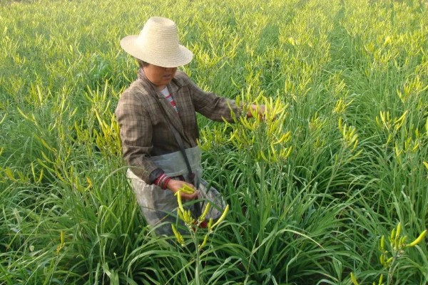 无公害黄花菜的管理方法，7-8月份注意浇水保湿