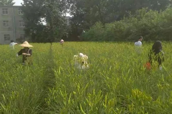 无公害黄花菜的管理方法，7-8月份注意浇水保湿