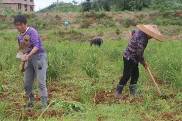 无公害黄花菜的管理方法，7-8月份注意浇水保湿