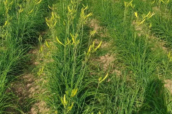 无公害黄花菜的管理方法，7-8月份注意浇水保湿