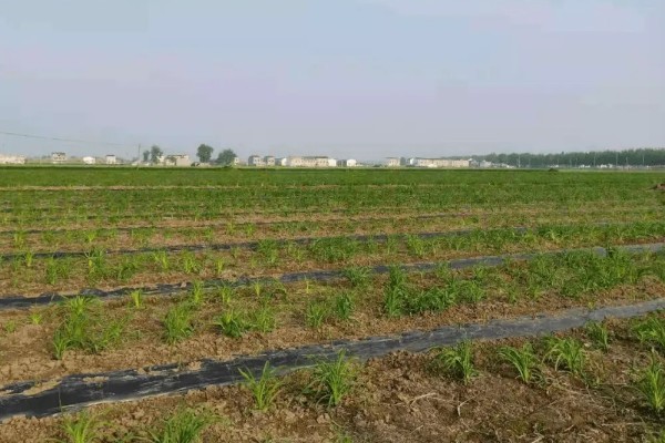 无公害黄花菜的管理方法，7-8月份注意浇水保湿