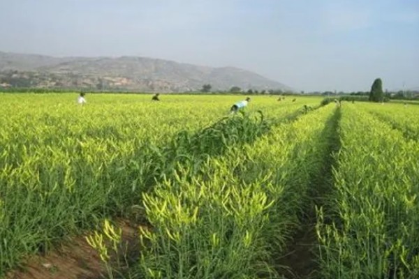 无公害黄花菜的管理方法，7-8月份注意浇水保湿