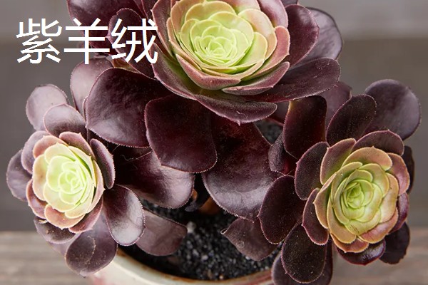 多肉莲花的品种，常见的有财路、紫羊绒等