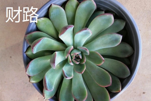 多肉莲花的品种，常见的有财路、紫羊绒等