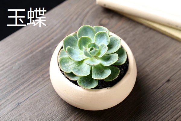 多肉莲花的品种，常见的有财路、紫羊绒等