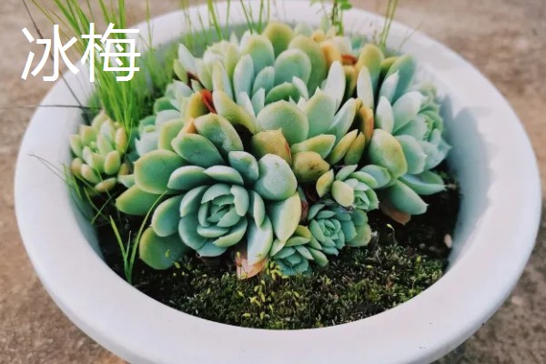 多肉莲花的品种，常见的有财路、紫羊绒等