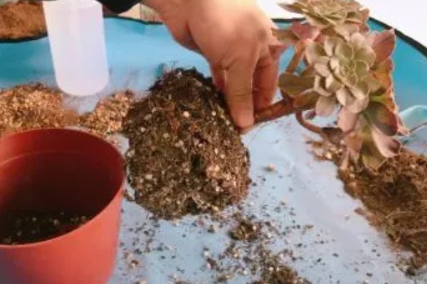 多肉莲花的品种，常见的有财路、紫羊绒等