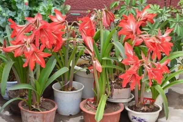 朱顶红出花苞了如何管理，要遵循薄肥勤施的原则