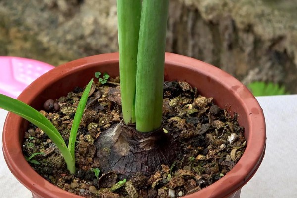 朱顶红出花苞了如何管理，要遵循薄肥勤施的原则