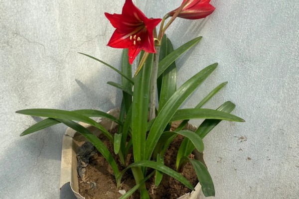 朱顶红出花苞了如何管理，要遵循薄肥勤施的原则