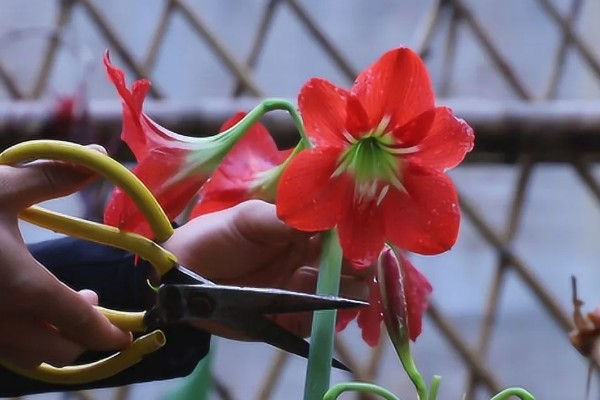 朱顶红出花苞了如何管理，要遵循薄肥勤施的原则