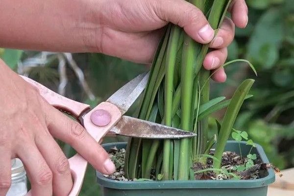 朱顶红出花苞了如何管理，要遵循薄肥勤施的原则