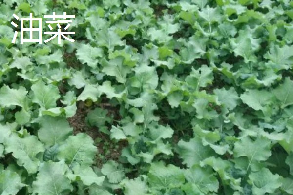 绿叶菜的保存方法，用保鲜膜包裹可延长保鲜期