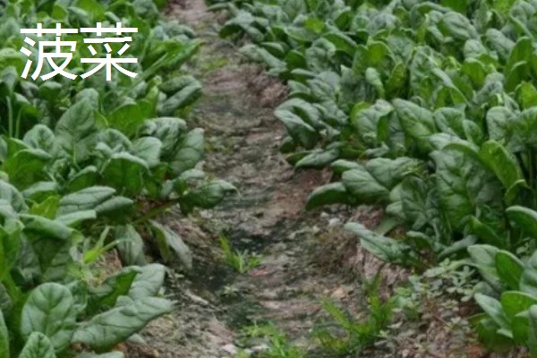 绿叶菜的保存方法，用保鲜膜包裹可延长保鲜期