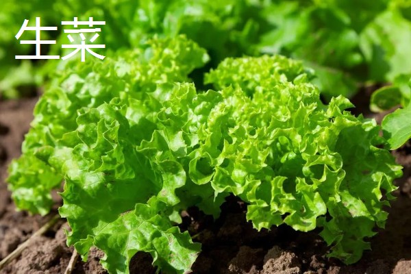 绿叶菜的保存方法，用保鲜膜包裹可延长保鲜期