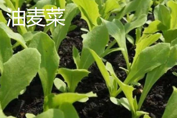 绿叶菜的保存方法，用保鲜膜包裹可延长保鲜期