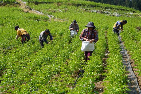 什么时候给芍药花施肥，生长期每隔半个月加一次稀薄的液肥