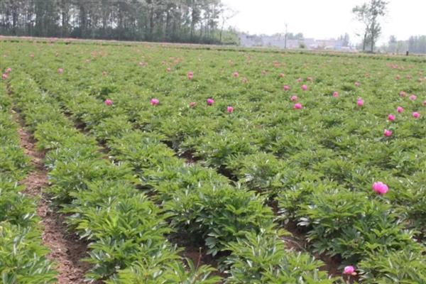 什么时候给芍药花施肥，生长期每隔半个月加一次稀薄的液肥