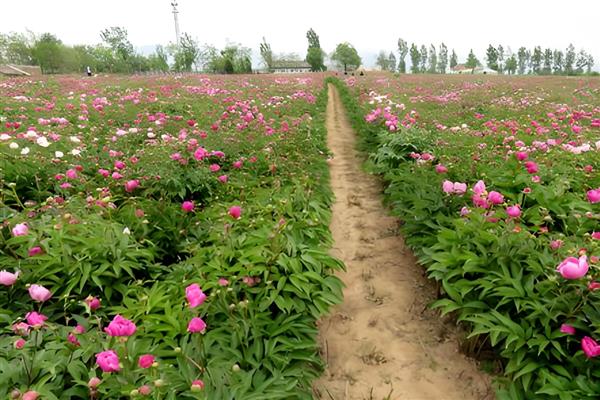 什么时候给芍药花施肥，生长期每隔半个月加一次稀薄的液肥