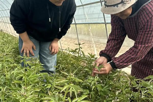 什么时候给芍药花施肥，生长期每隔半个月加一次稀薄的液肥