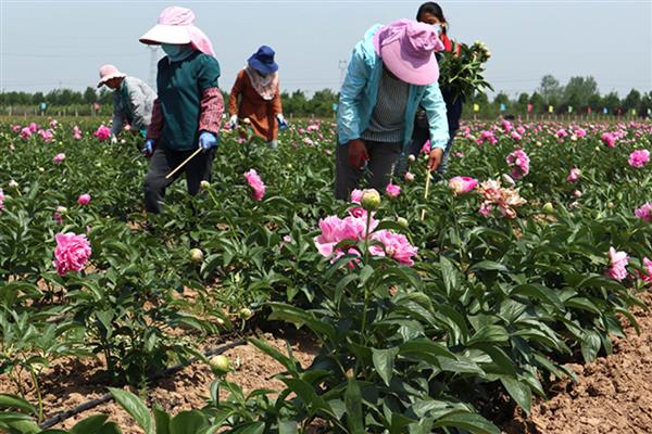 什么时候给芍药花施肥，生长期每隔半个月加一次稀薄的液肥